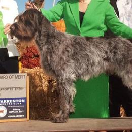 Wirehaired Pointing Griffons from Mary's Wirehaired Pointing Griffons
