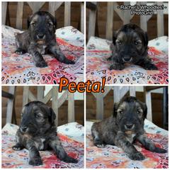 Peeta - Merle male Whoodle puppy in Gladewater, Texas from Kalin’s K9s