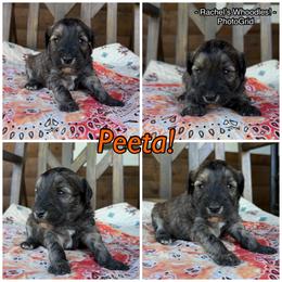 Peeta - Merle male Whoodle puppy in Gladewater, Texas from Kalin’s K9s
