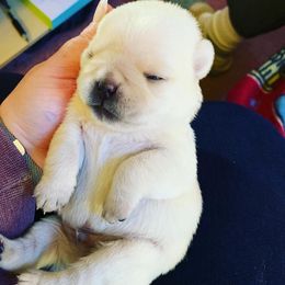 Boston Terrier and Pug Puppies from Menagerie Magnifique