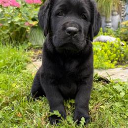 Crypto - Black female Labrador Retriever puppy in Hartland, Vermont from Enlightened Labs