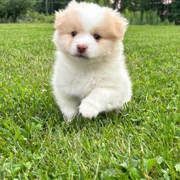 B1 - White and gold male Border Collie puppy in Milton, Pennsylvania from C&C Border Collies
