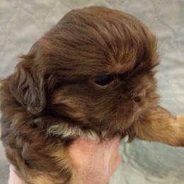 Reese - Chocolate and tan female Shih Tzu puppy in Browns Summit, North Carolina from Lisa's Shih Tzus