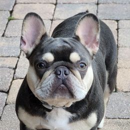French Bulldogs from Cirio Frenchies