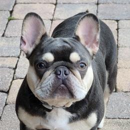 French Bulldogs from Cirio Frenchies