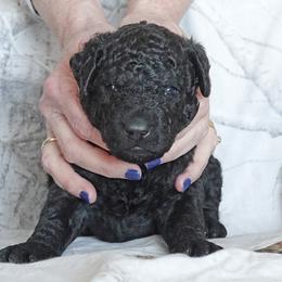 Curly-Coated Retriever Puppies from Podunk CCRs in partnership with Stapaules/Thompson