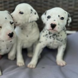 Dalmatians from Deshotel’s Dalmatians