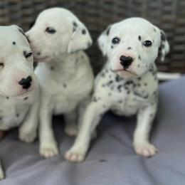 Dalmatians from Deshotel’s Dalmatians