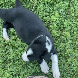 Girl 4 - Black and white female Border Collie puppy in Temecula, California from Joni Gibson's Border Collies