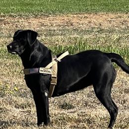 River - Labrador Retriever
