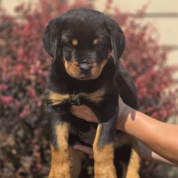 Raven - Black and mahogany female Rottweiler puppy in Cottage Grove, Oregon from Divine Rottweilers
