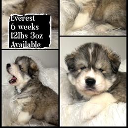 Everest - Gray and white male Siberian Husky puppy in Florence, Kentucky from Moonlight Howl Huskies