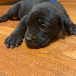 Dark Blue Collar Female - Black female Cane Corso puppy in Jasper, Alabama from C&M Cane Corso