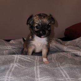 Grace - Black sabled fawn female Chihuahua puppy in Chambersburg, Pennsylvania from Lil Angel's Chihuahuas