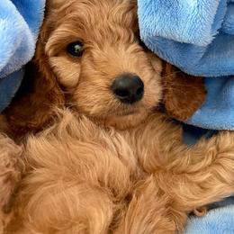 Goldendoodle Puppies from Ming’s Dynasty Doodles