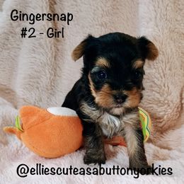 Gingersnap - Black and gold female Yorkshire Terrier puppy in New Holland, Pennsylvania from Ellie's Cute as a Button Yorkies