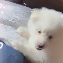 Nalah - White Pomsky puppy in Bronx, New York from DeLeon’s Wolfpack Pomsky’s