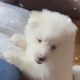 Nalah - White Pomsky puppy in Bronx, New York from DeLeon’s Wolfpack Pomsky’s