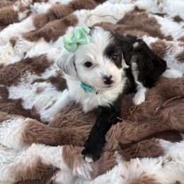 Teal collar - Black and white female Aussiedoodle puppy in 32046, Florida from River Hill Ranch