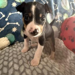 Rat Terrier Puppies from The Puppy Patch Rat Terriers