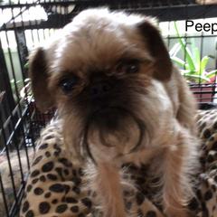 Peeps - Brussels Griffon