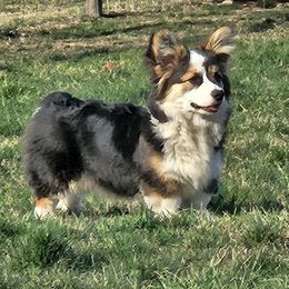Miniature Australian Shepherds from Mountain Top Shepherd's