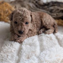 Prescott - Cream male Poodle puppy in Utica, Ohio from Poodle Me Crazy
