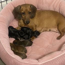 Dachshund puppies from Sausagedog-NYC