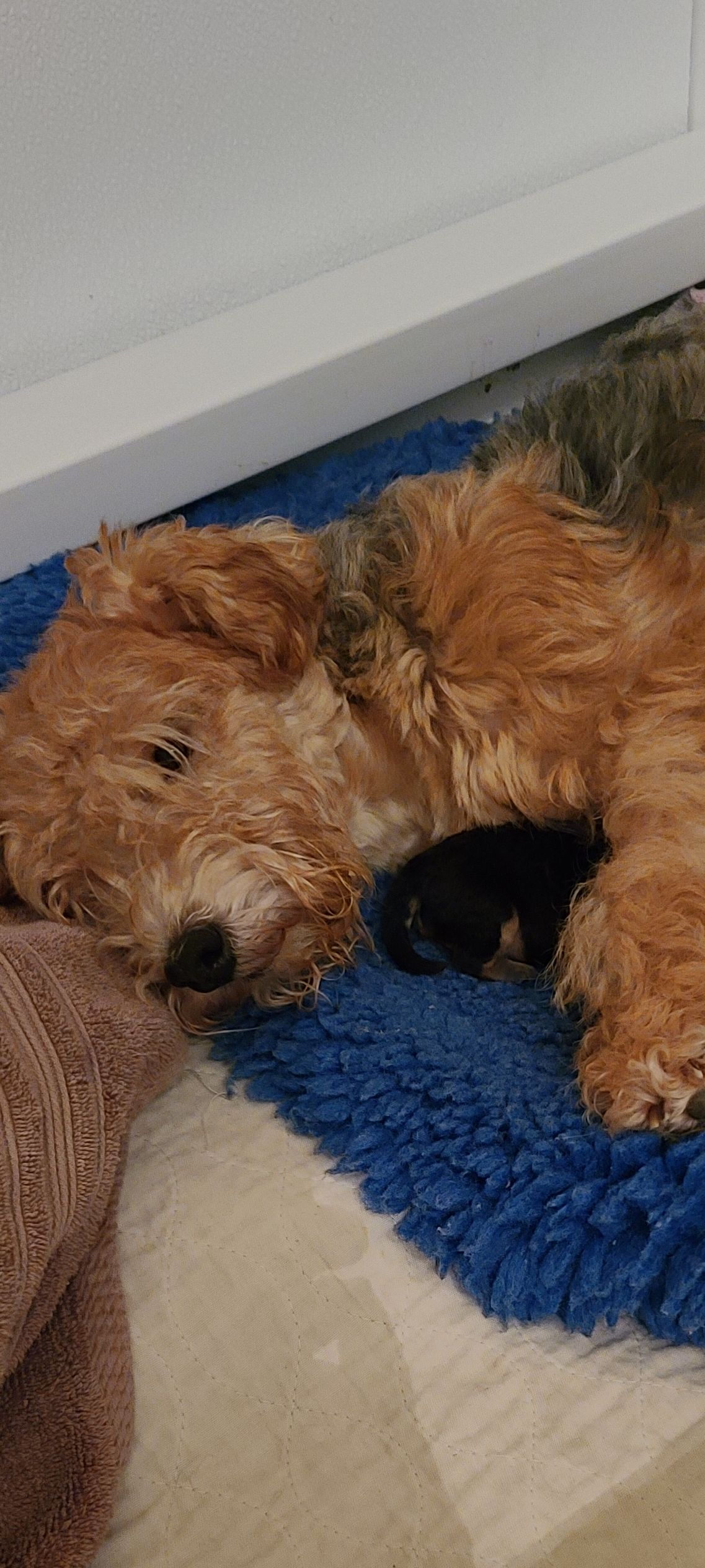 are lakeland terrier puppies lazy