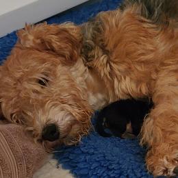 Giant Schnauzer and Lakeland Terrier Puppies from Lazy VL Lakelands