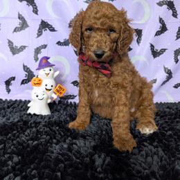 Graham - Red  male Goldendoodle puppy in Yale, Michigan from Angie's Goldendoodles/Angies doodles LLC