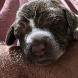 Dark Blue - Brown and gray male Wirehaired Pointing Griffon puppy in Maiden, North Carolina from Saint Barbara's Wirehaired Pointing Griffons