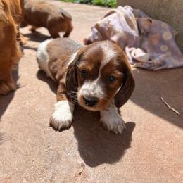 Gus Gus - Piebald male Dachshund puppy in Henry, Virginia from Dumbledore's AKC Mini Dachshunds