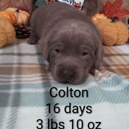Colton - Silver male Dilute Retriever puppy in Madras, Oregon from GT Labradors
