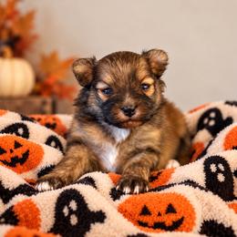 Oakley AKC Male - Orange sable male Pomeranian puppy in Las Vegas, Nevada from POM SOCIETY