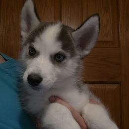 Zeus - Black tan and white male Siberian Husky puppy in Brunswick, Ohio from Blue Star Siberians