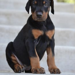 Doberman Pinscher Puppies from Obsidian Kennels