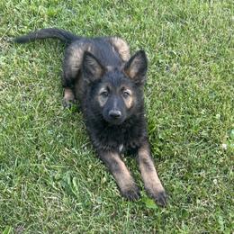 Ms.Lime - Sable female German Shepherd puppy in Berlin, Wisconsin from Gypsy Miracle Kennels