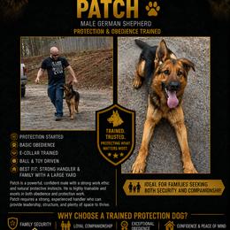 Patch - Black and tan male German Shepherd puppy in Elijay, Georgia from Mission K9