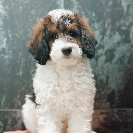 Dinger - Sable female Bernedoodle puppy in Pasco, Washington from Camp Doodle Woods