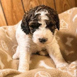 Eagle - Parti male Goldendoodle puppy in Pittsburg, Texas from Grace Springs Goldendoodles