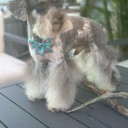 Noli - Miniature Schnauzer