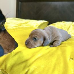 Biscuit - Fawn (isabella) and tan female Dachshund puppy in Austin, Texas from Duchess Daphne's Doxie Empire