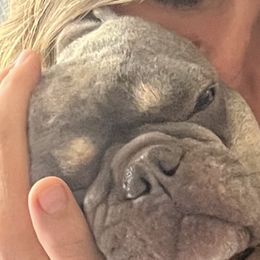 French Bulldogs and Pomskies from Smart Pomskies and Frenchies