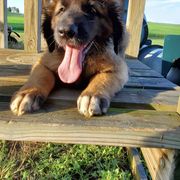 Leonberger Puppies from Rev It Up Kennel