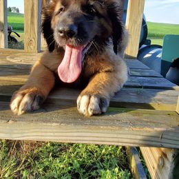 Leonberger Puppies from Rev It Up Kennel