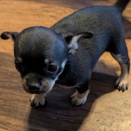 Shirley ALA Double Wife - Black and tan female Chihuahua puppy in Marianna, Florida from Garden Tub Chihuahuas