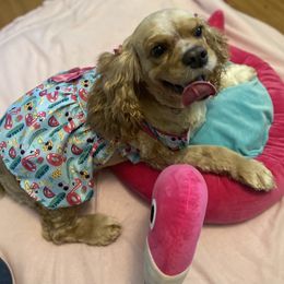 Cocker Spaniel All Grown Up from Trulove Cocker Spaniels