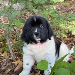 Rylie OFA - White and black female Newfoundland puppy in Falmouth, Michigan from Dyer Lake Newfoundland’s