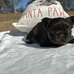 Boy 1 - Tricolors male French Bulldog puppy in Loganville, Georgia from Diamond In The Ruff